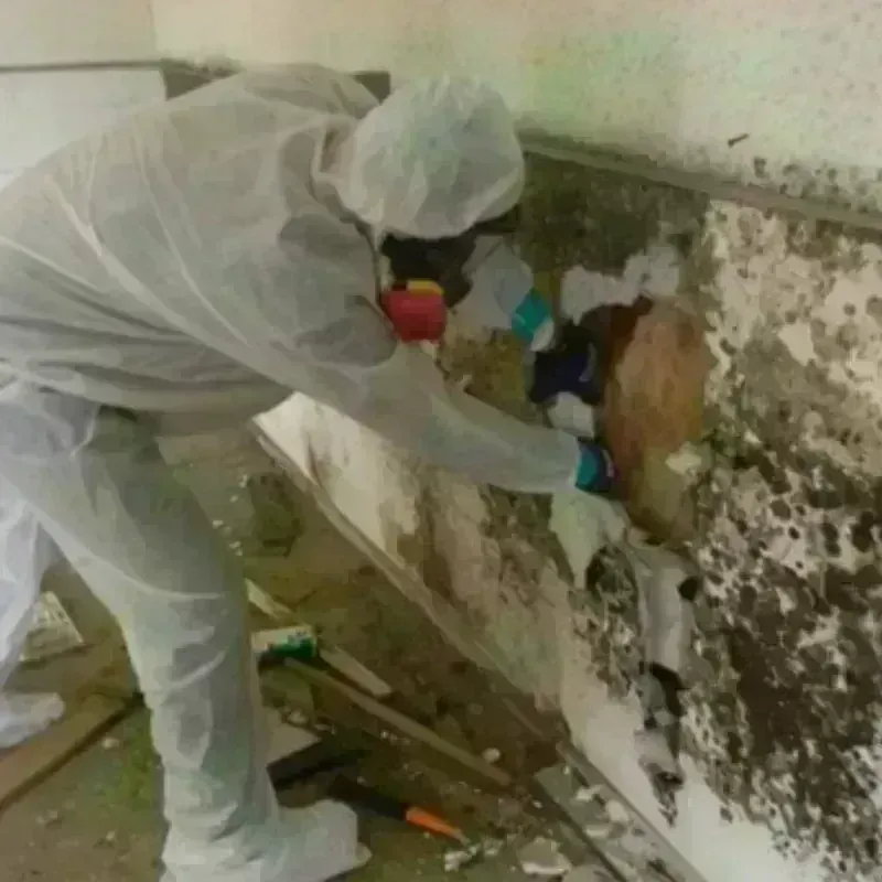 Mold Remediation and Removal in Dighton, KS